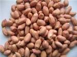 Bold Peanut 90/100